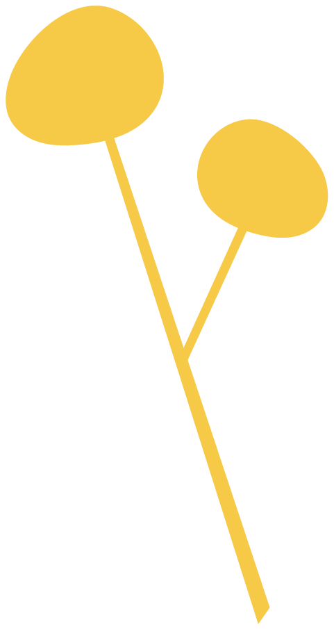 Billy button flower illustration